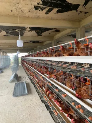 Poultry Equipment Battery Layers Cage