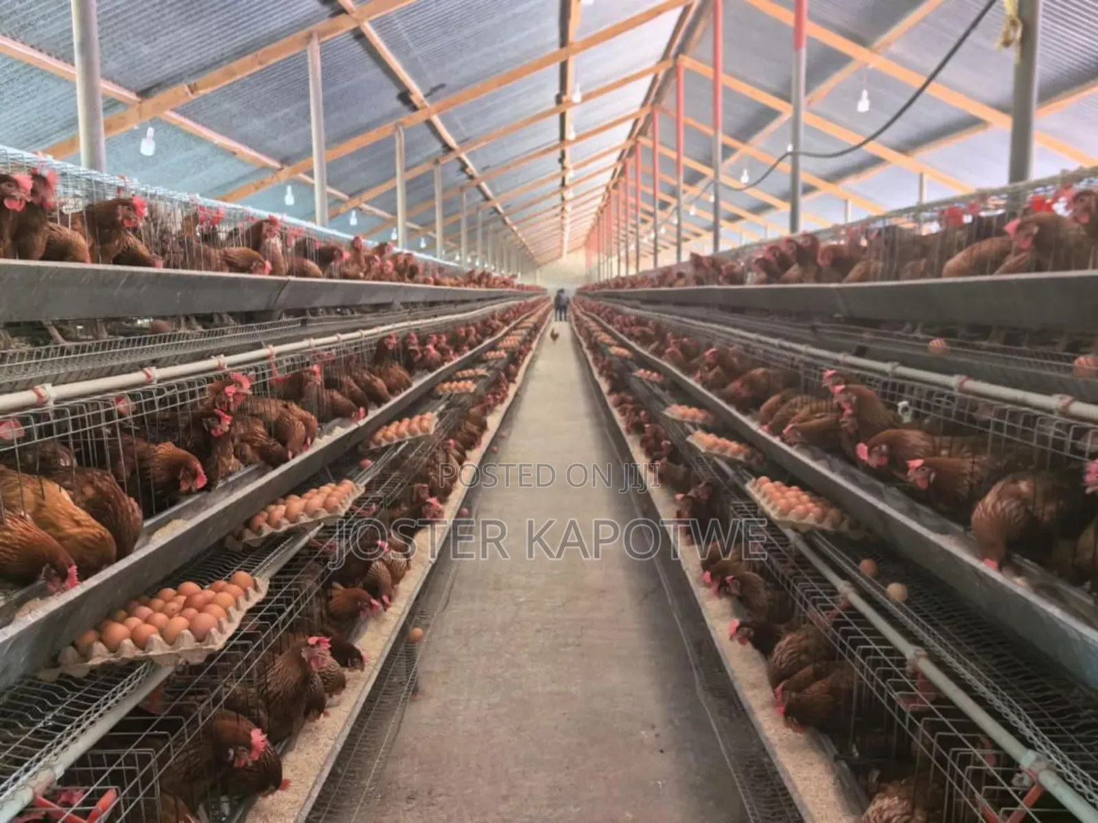 Poultry Equipment Battery Layers Cage