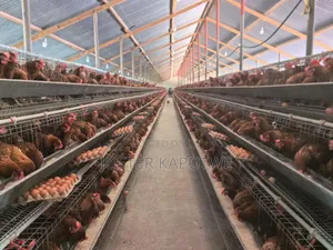 Poultry Equipment Battery Layers Cage
