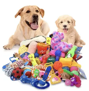 Dog Playing Toys