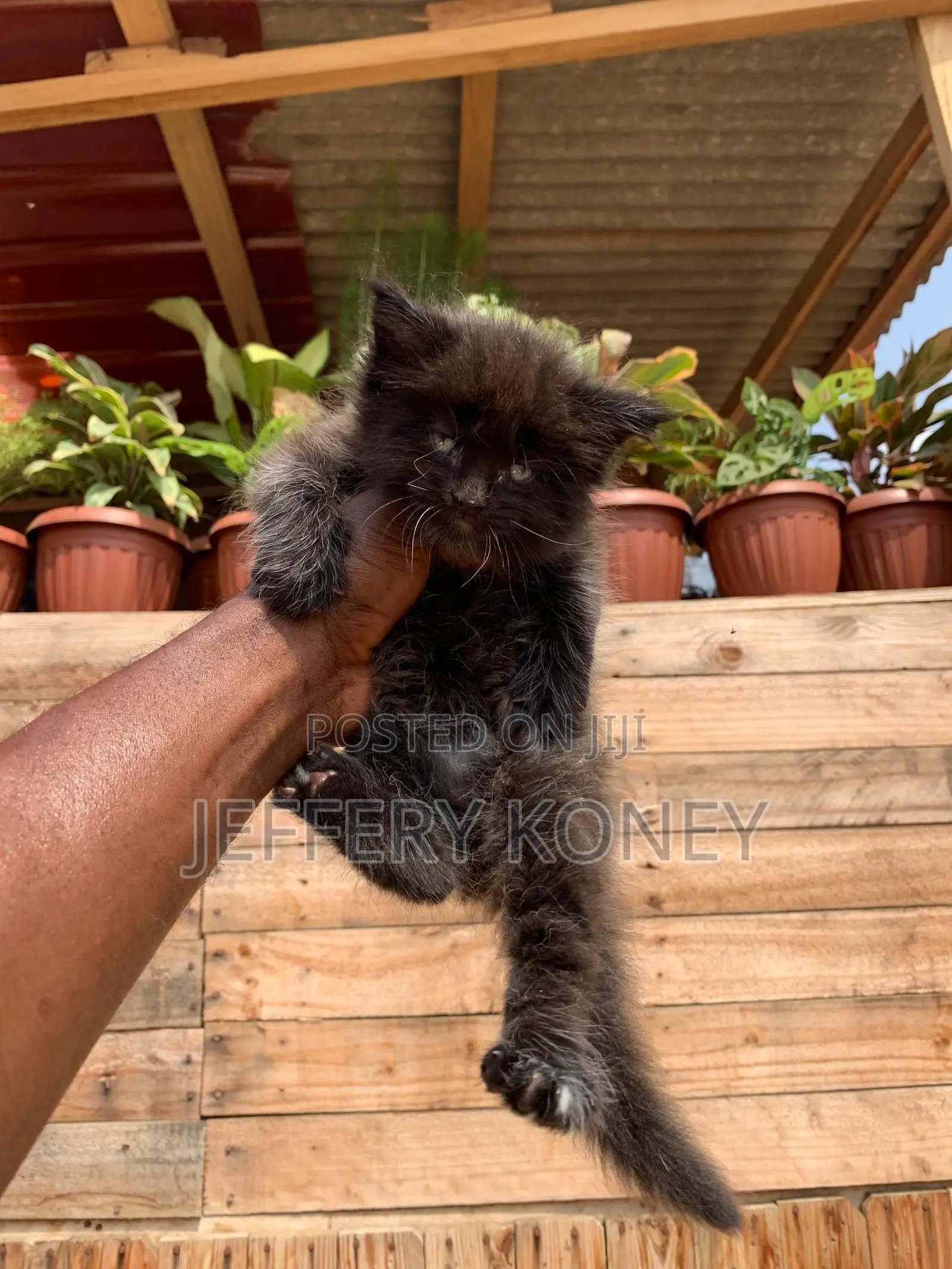 1-3 months Male Purebred Maine Coon