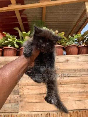 1-3 months Male Purebred Maine Coon