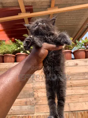 1-3 months Male Purebred Maine Coon