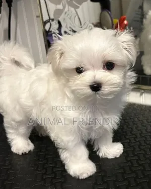 1-3 months Female Purebred Bichon Frise