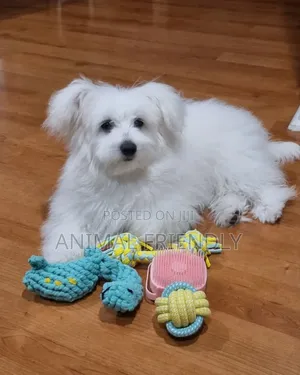 1-3 months Female Mixed Breed Maltese