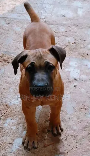 3-6 months Male Purebred Boerboel