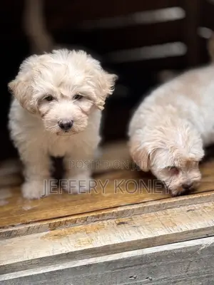1-3 months Male Purebred Poodle