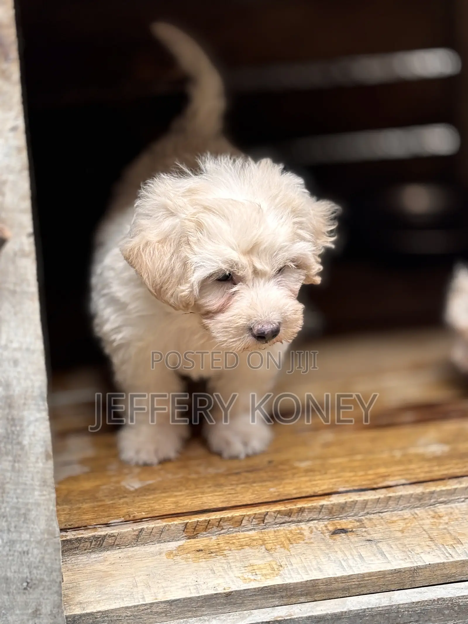 1-3 months Male Purebred Poodle