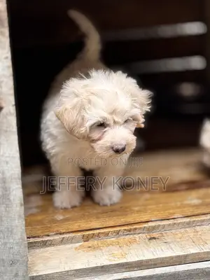 1-3 months Male Purebred Poodle