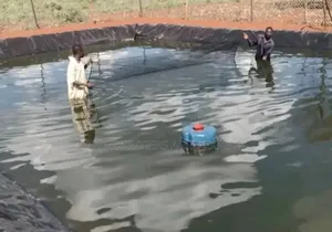 Tilapia Earthen Pond