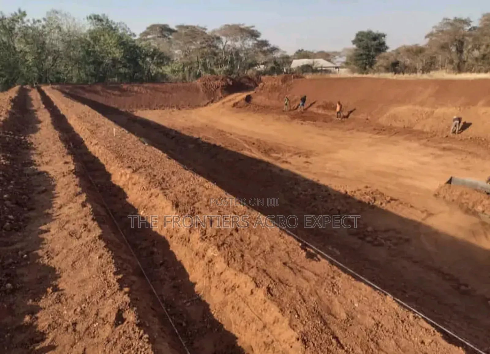 Tilapia Earthen Pond