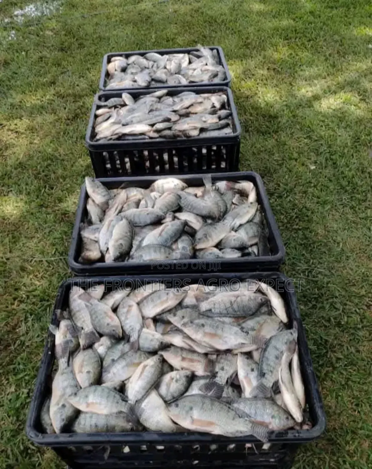 Tilapia Earthen Pond