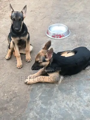 3-6 months Female Purebred German Shepherd