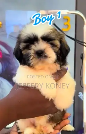1-3 months Female Purebred Shih Tzu