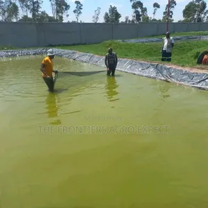 Tilapia / Catfish Earthen Pond