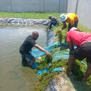 Tilapia / Catfish Earthen Pond