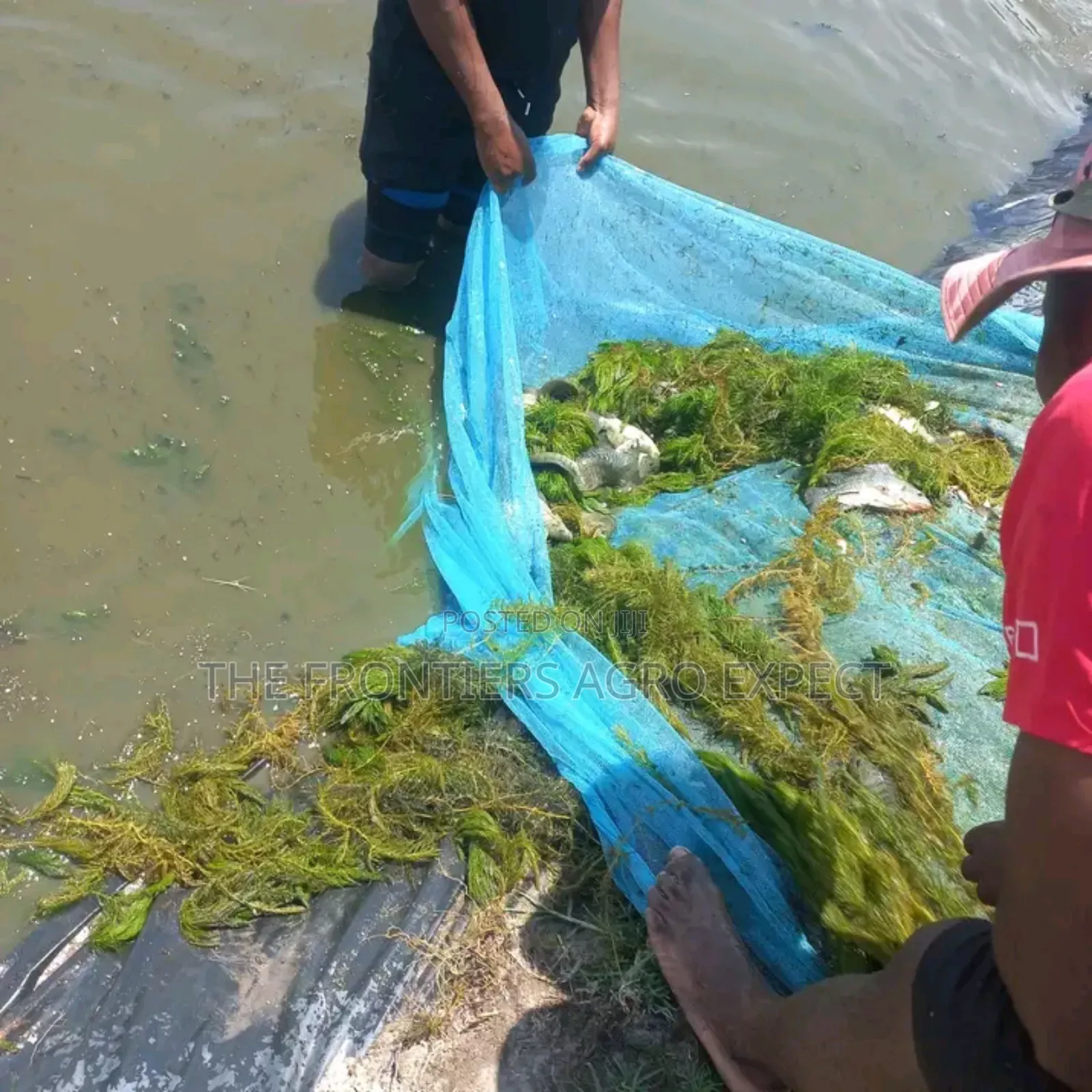 Tilapia / Catfish Earthen Pond