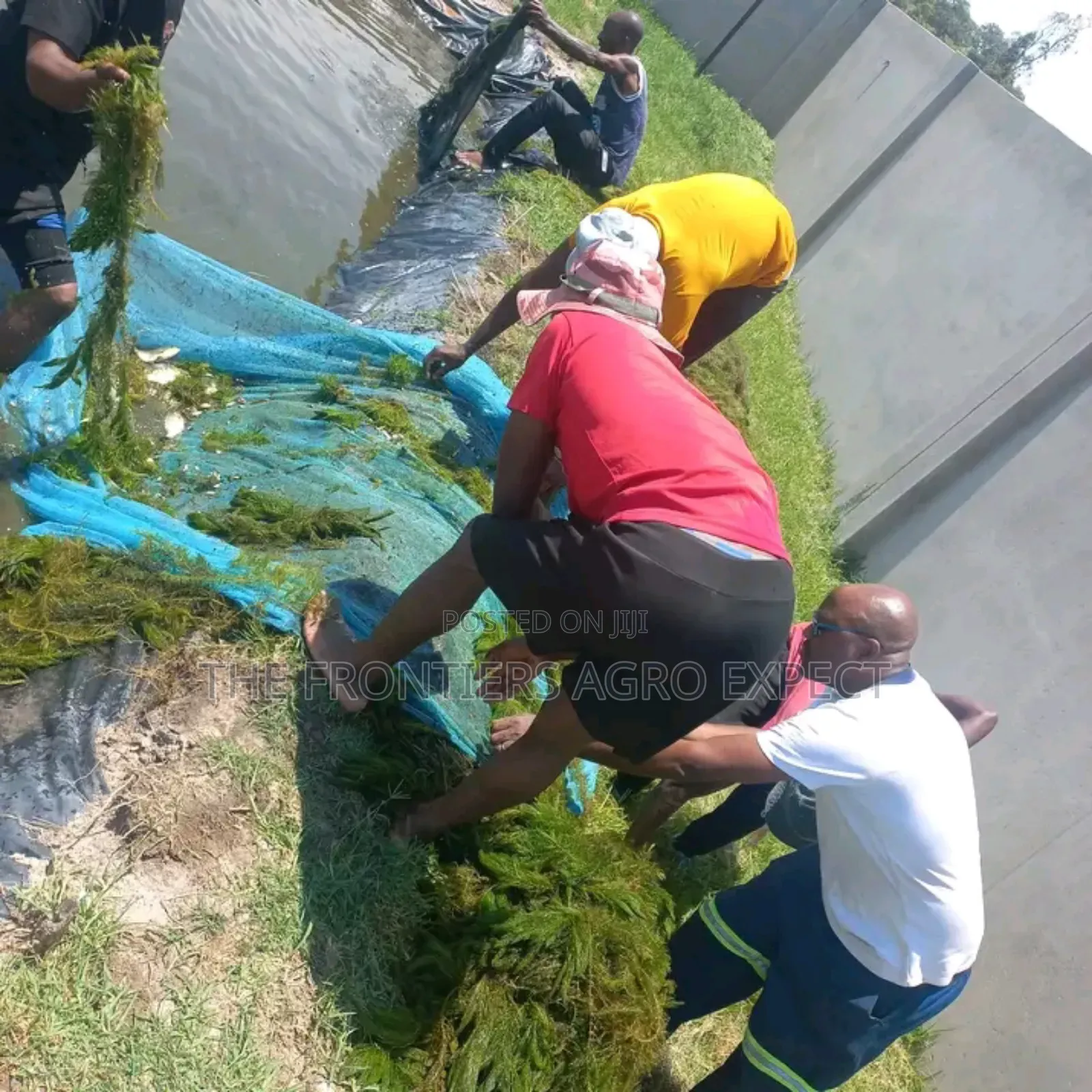 Tilapia / Catfish Earthen Pond