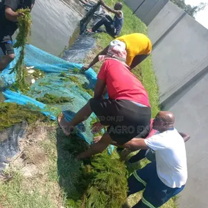 Tilapia / Catfish Earthen Pond