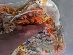 Koi Fishes