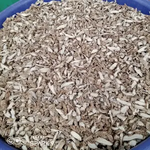 Dried (Ginger , Mango) and Process Cashew.