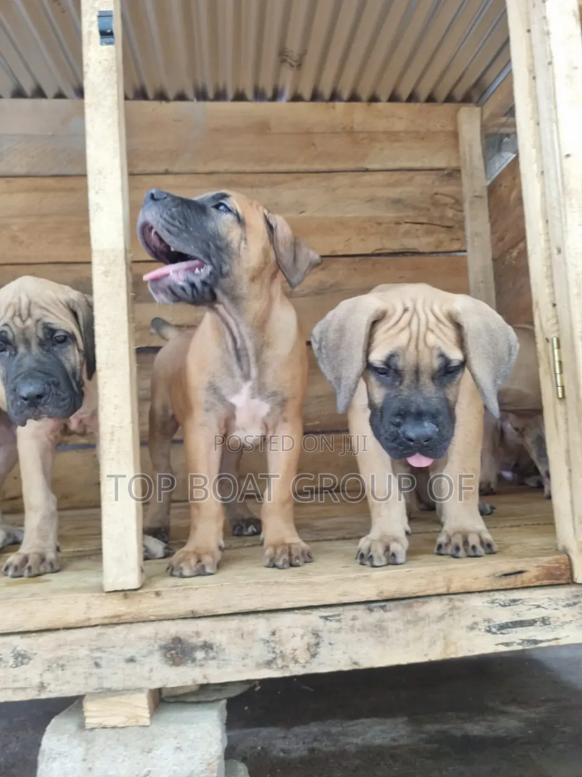 1-3 months Male Purebred Boerboel