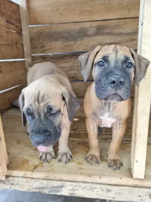 1-3 months Male Purebred Boerboel