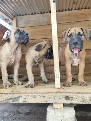 1-3 months Male Purebred Boerboel