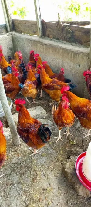 4-5 Weeks Sasso Birds