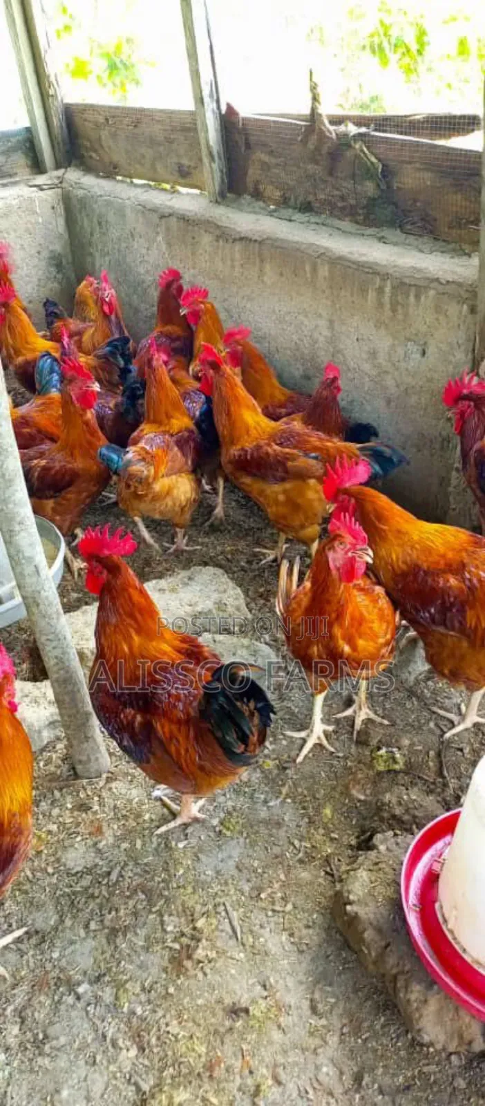 4-5 Weeks Sasso Birds