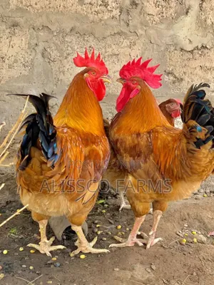 Both Day Old and Months Old Sasso Birds