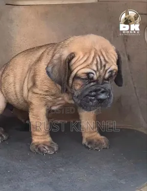 1-3 months Female Purebred Boerboel