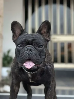1+ year Male Purebred French Bulldog