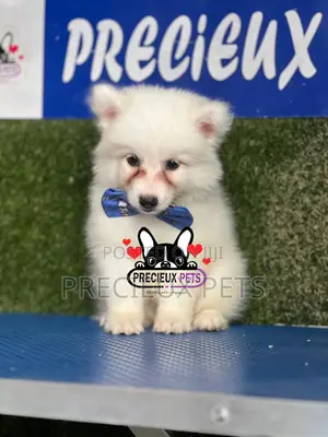 1-3 months Male Purebred American Eskimo