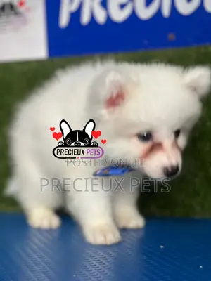 1-3 months Female Purebred American Eskimo