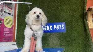 6-12 months Female Purebred Poodle