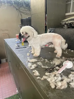 Mobile Dog/Pet Grooming (Care)