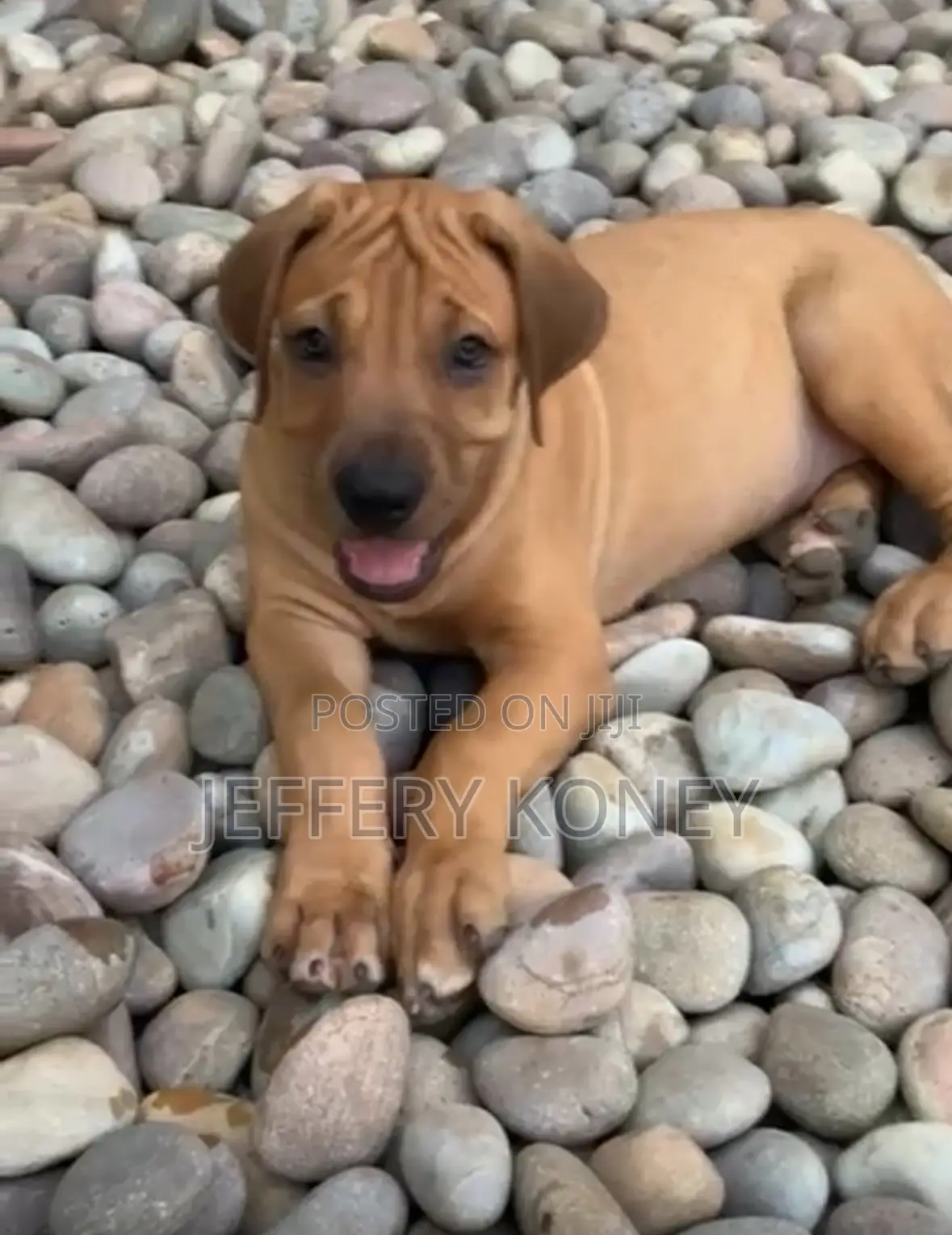1-3 months Female Purebred Boerboel