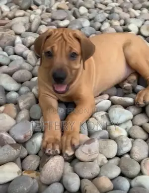 1-3 months Female Purebred Boerboel