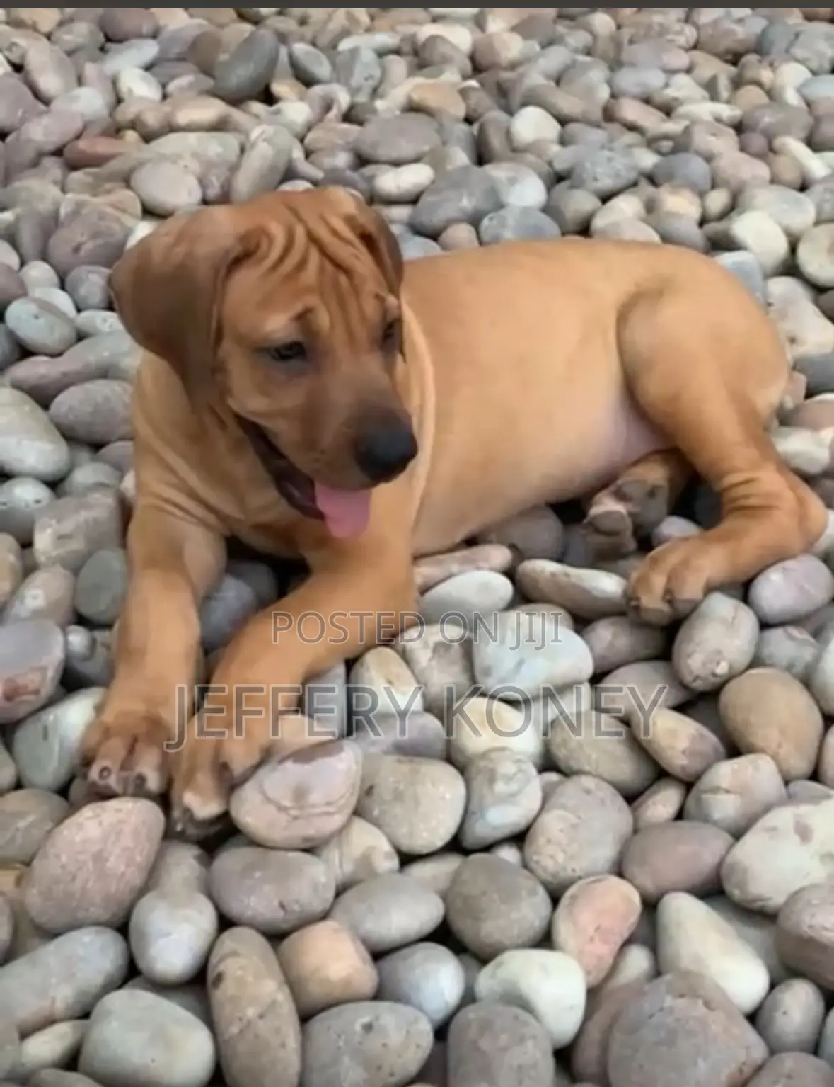 1-3 months Female Purebred Boerboel