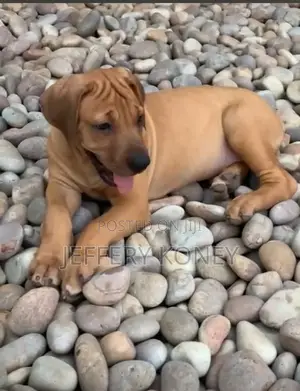 1-3 months Female Purebred Boerboel