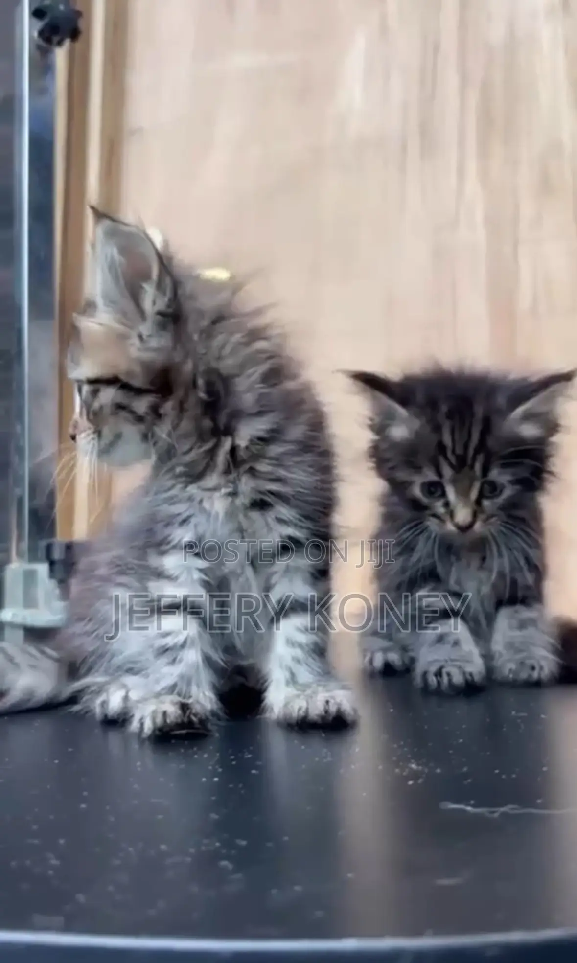 1-3 months Female Purebred Maine Coon