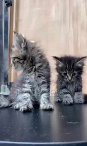 1-3 months Female Purebred Maine Coon