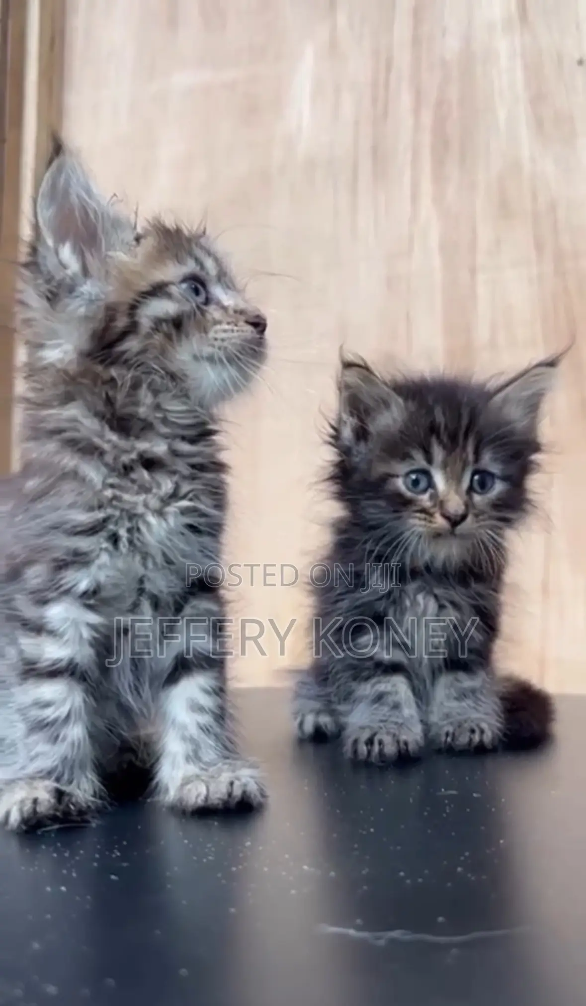 1-3 months Female Purebred Maine Coon