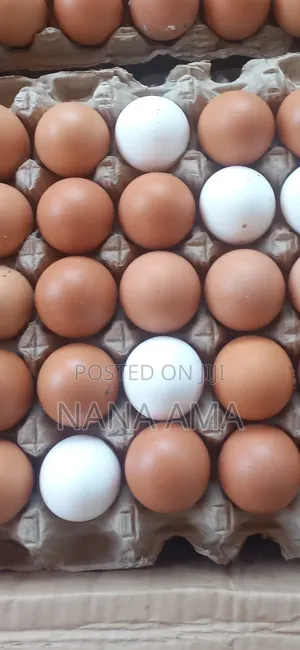 Fresh Farm Eggs Available in Wholesale and Retail