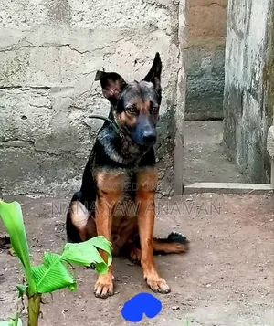 6-12 months Male Purebred German Shepherd