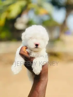 1-3 months Male Purebred Maltese