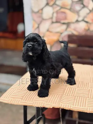 3-6 months Male Purebred Cocker Spaniel