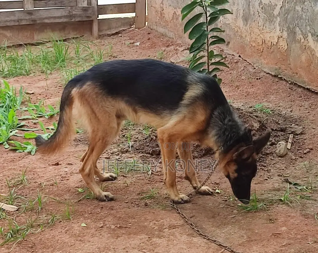 1+ year Male Purebred German Shepherd