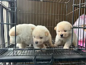 1-3 months Male Purebred Chow Chow